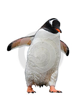 Gentoo penguin isolated on white background photo