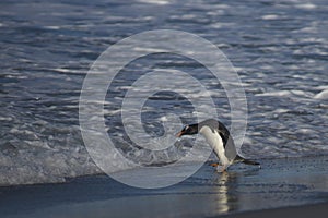 Gentoo Penguin going to sea in the Falkland Islands