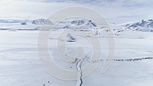 Gentoo penguin group migration arctic aerial view