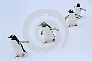 Gentoo penguin group walking in the snow Antarctic