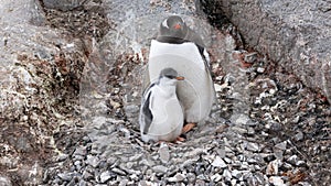 Gentoo Penguin and her baby chick in Antarctica Peninsula