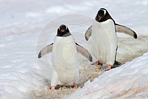 Gentoo penguin highway, Antarctica