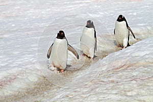 Gentoo penguin highway, Antarctica
