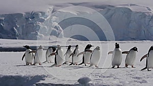 Gentoo Penguin on the ice