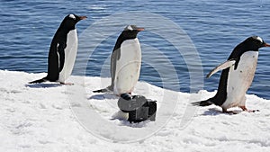 Gentoo penguin on the ice