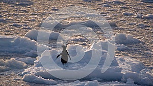 Gentoo penguin on an iceberg