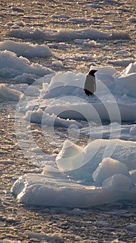 Gentoo penguin on an iceberg