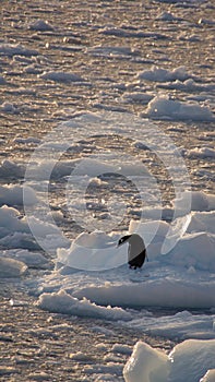 Gentoo penguin on an iceberg