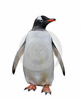 Gentoo penguin isolated on white background