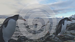 Gentoo penguin jump to rock ashore antarctic