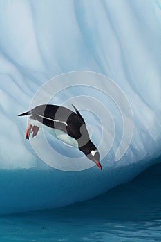 Gentoo Penguin jumping from an iceberg