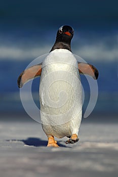 Gentoo penguin jumps out of the blue water ocean to white sand beach while in Falkland Islands