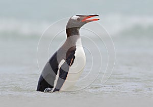 Gentoo penguin jumps out of the blue water while swimming through the ocean in Antarctica