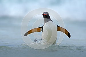 Gentoo penguin jumps out of the blue water while swimming through the ocean in Falkland Island