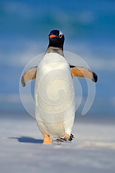 Gentoo penguin jumps out of the blue water while swimming through the ocean in Falkland Island. Action wildlife scene from nature.