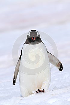 Gentoo penguin kicking up snow, Antarctica