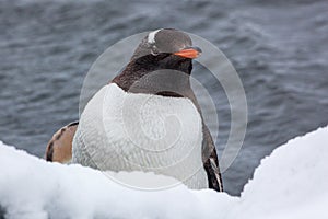 Gentoo penguin looking at the camera against ocean in Antarctica