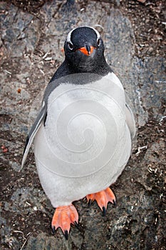 Gentoo penguin looking at the camera against rocks in Antarctica