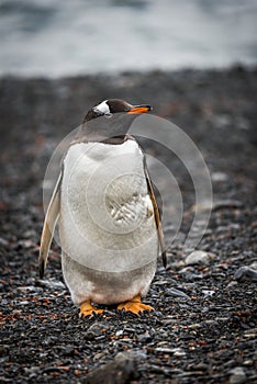 Gentoo penguin looking at camera on shingle