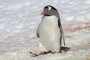 Gentoo penguin marching through snow, Antarctica