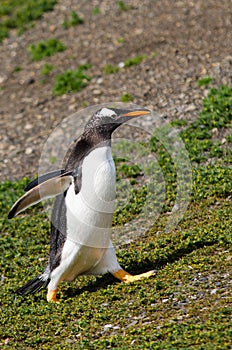 Gentoo Penguin on Martillo Island, Patagonia, Argentina photo