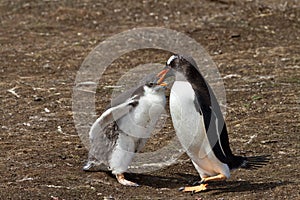 Gentoo penguin mother is feeding her chick