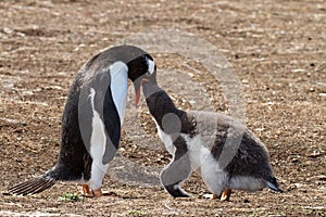 Gentoo penguin mother is feeding her chick