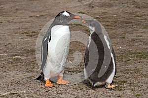 Gentoo penguin mother and her chick
