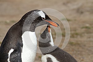 Gentoo penguin mother and her chick