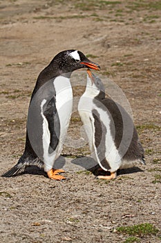 Gentoo penguin mother and her chick