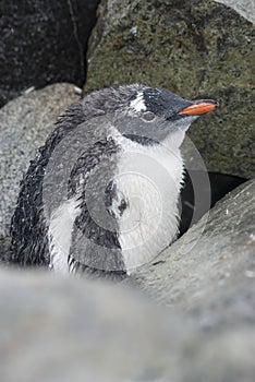 Gentoo penguin moulting chick hiding among the rocks in rain