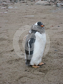 Gentoo penguin at Neko Harbour