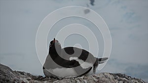 Gentoo Penguin on the nest