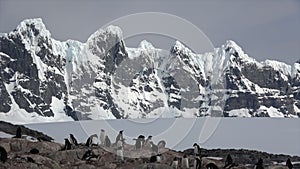 Gentoo Penguin on the nest