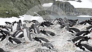 Gentoo penguin on the nest