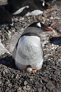 Gentoo Penguin - on nest with egg - Antarctica