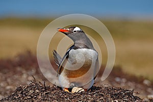 Gentoo penguin in the nest wit two eggs, Falkland Islands