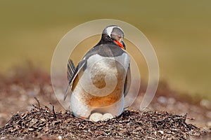 Gentoo penguin in the nest wit two eggs, Falkland Islands. Animal behaviour, bird in the nest with egg. Wildlife scene in the natu photo