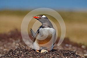 Gentoo penguin in the nest wit two eggs, Falkland Islands photo