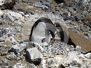 Gentoo Penguin nesting