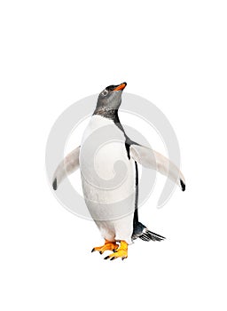 Gentoo penguin over white background photo