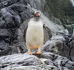 Gentoo Penguin Paradise Bay Skintorp Cove Antarctica