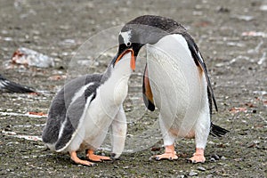 Gentoo penguin parent feeding large chick, Aitcho Islands, South Shetland Islands, Antarctica