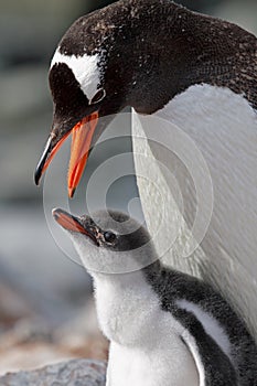 Gentoo penguin parent about to feed young