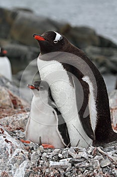 Gentoo penguin parent with young, Antarctica