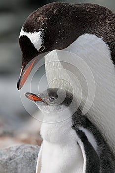 Gentoo penguin parent with young, Antarctica