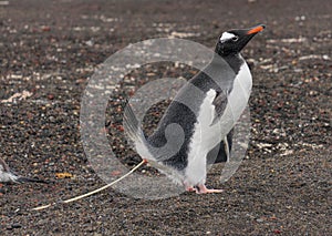 Gentoo Penguin pooping in action