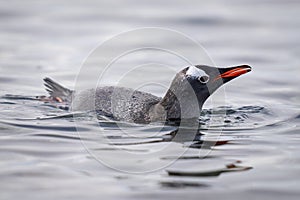 Gentoo penguin porpoises in water watching camera