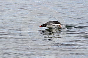A Gentoo Penguin porpoises in the waters of the Antarctic Peninsula