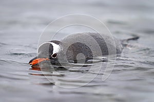 Gentoo penguin porpoising in water eyeing camera